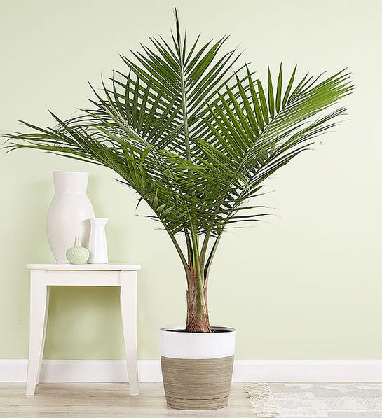 Palm Floor Plant for Sympathy