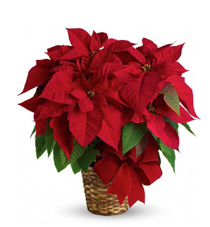 Red Poinsettia