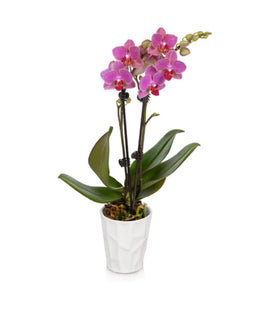 Purple Orchid