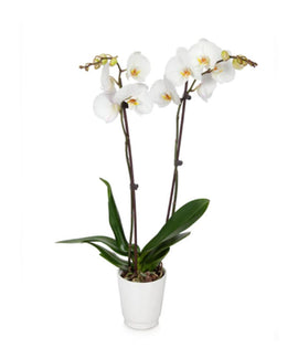 White Orchid