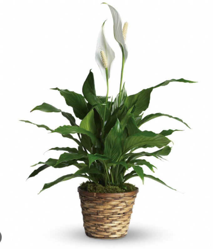 Simply Elegant Spathiphyllum - Small