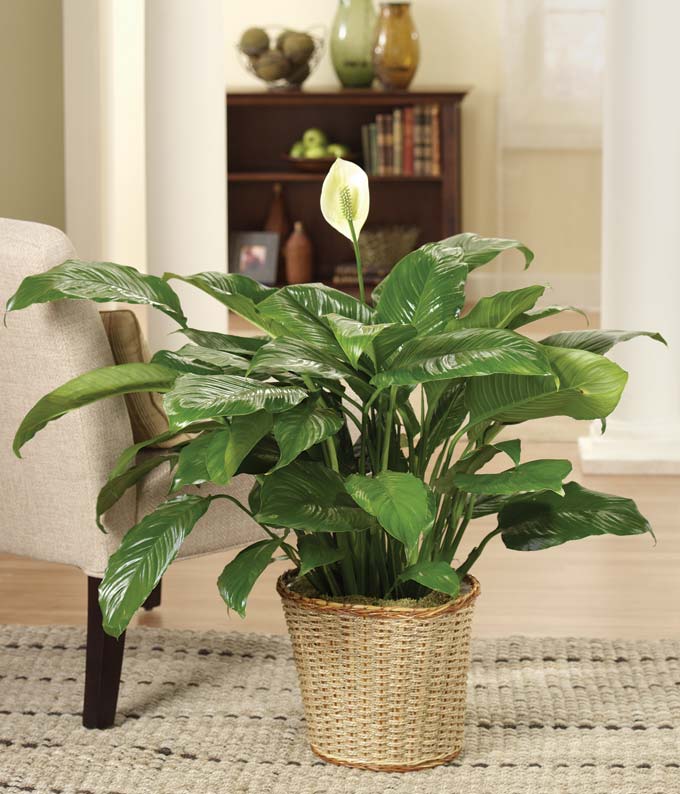 Peace Lily Large